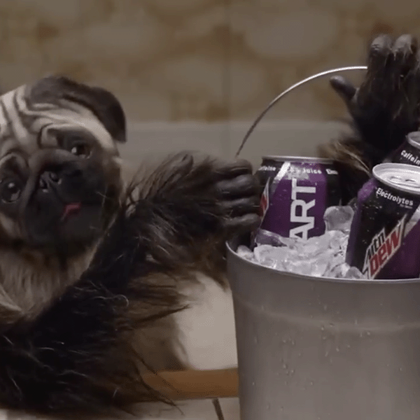 A screengrab of the Mountain Dew commercial with the fake animal Puppy Monkey Baby holding a bucket of mountain dew beverages on ice
